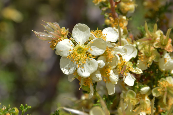 Cliffrose has showy, creamy-white, fragrant flowers, each with large petals and multiple resembling apple flowers. Purshia stansburiana, Cliffrose